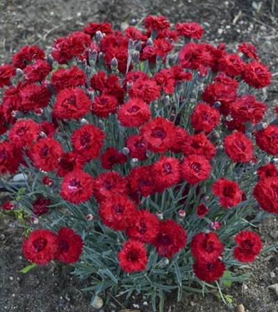 Dianthus Fruit Punch® Maraschino